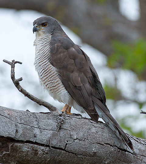 African Goshawk female